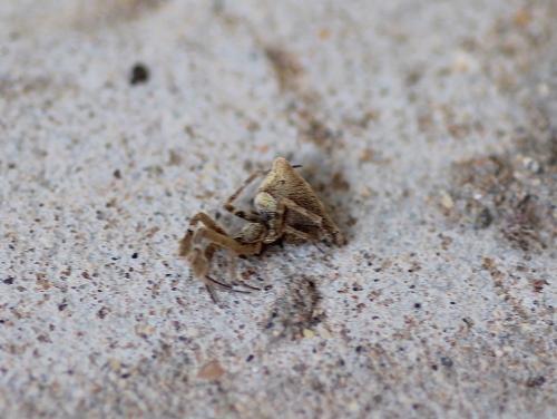 Uloborus plumipes